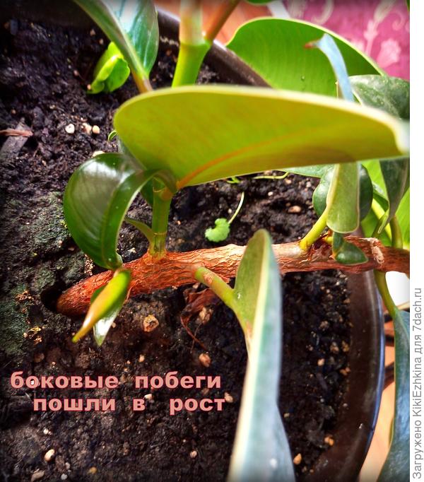 Фикус -2