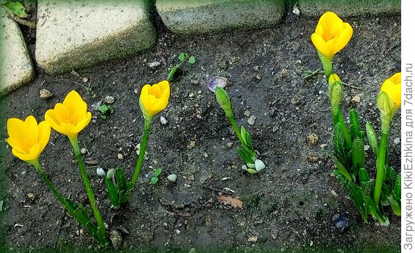 К середине сентября начали цвести первые Штернбергии...  Ботву ещё толком не нагуляли,а  золотые  чашечки уже выпрыгнули и цветут!