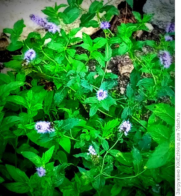 интересно - у кого ещё в  эту пору  мята цветёт? я-то свою  весь сезон тревожила:  с места на место переносила... думаю  поэтому она своё   цветение на сентябрь  отложила...