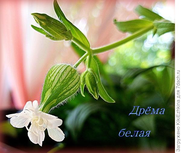 А какая  всё-таки нежная  красотка!