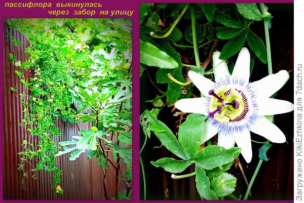 Пассифлора завоёвывает всё  пространство по забору-   плюс  перекинулась поверх забора, плети  уже висят до земли - и стремятся к укоренению,  вылезла  по  земле под забором и дала  кучу отростков!