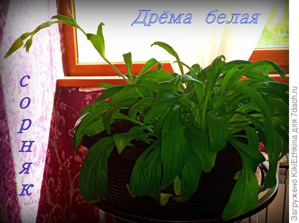 Кажется , что   наконец-то эта незнакомка  обрела  наконец-то своё  имя!
