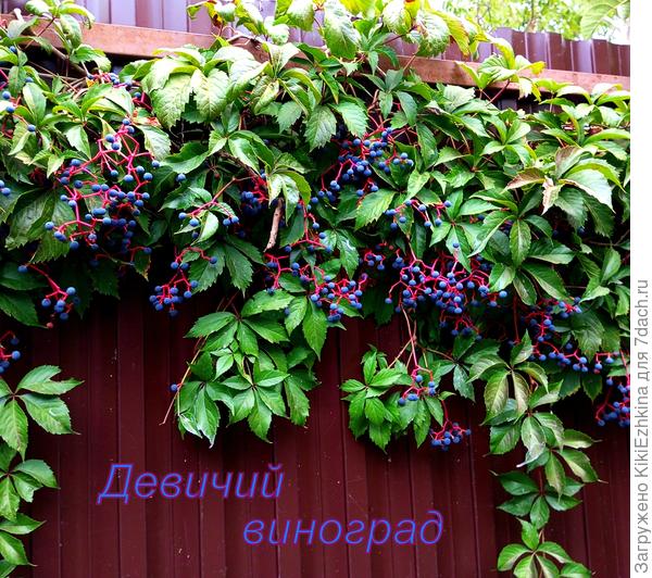 Чтобы не расползалось в сторону середины сада- побеги   по земле поднимать и  убирать- не давая  укореняться...