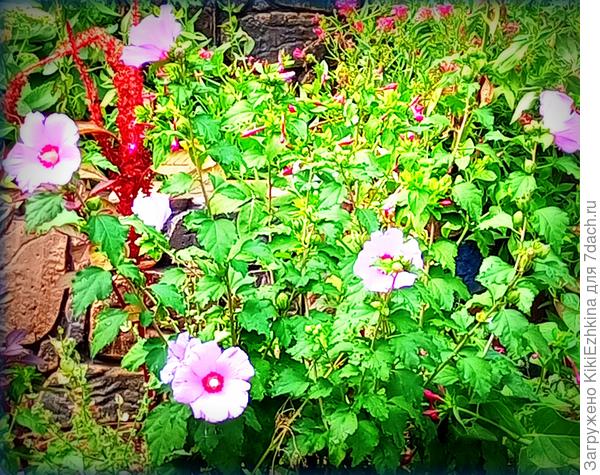 Этот куст  пышнее остальных,   т.к.  в прежние сезоны   случайно  пострадал от  заламывания... И в  итоге разросся от самого основания в разные стороны- в этом сезоне цветёт   заметно  обильнее  своих родичей...