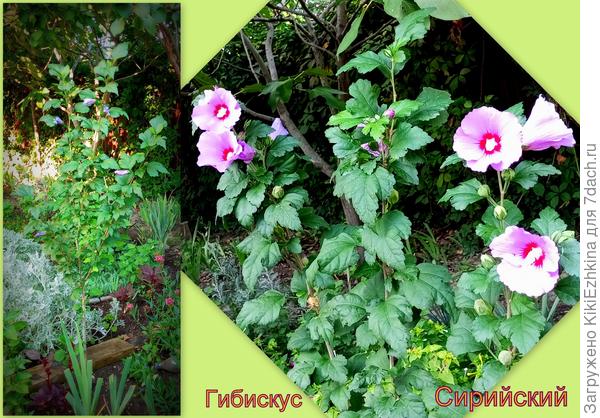 Этот кустик я сформировала в  три стебля вверх,чтобы  мимо него удобно было проходить внутрь сада...  А другой куст у меня наоборот- растёт пышным от самой земли...