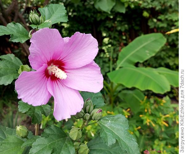 Когда я впервые увидела эти цветущие кусты непосредственно на улицах Севастополя- чуть не потеряла дар речи- так восхитило меня это растение  задаром цветущее прямо  на разделительной полосе вдоль шоссе!