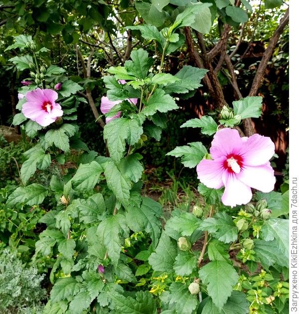 Сейчас эти красавчики у меня растут по всему саду- правда молоденькие пока, но большинство уже вошли в период цветения...