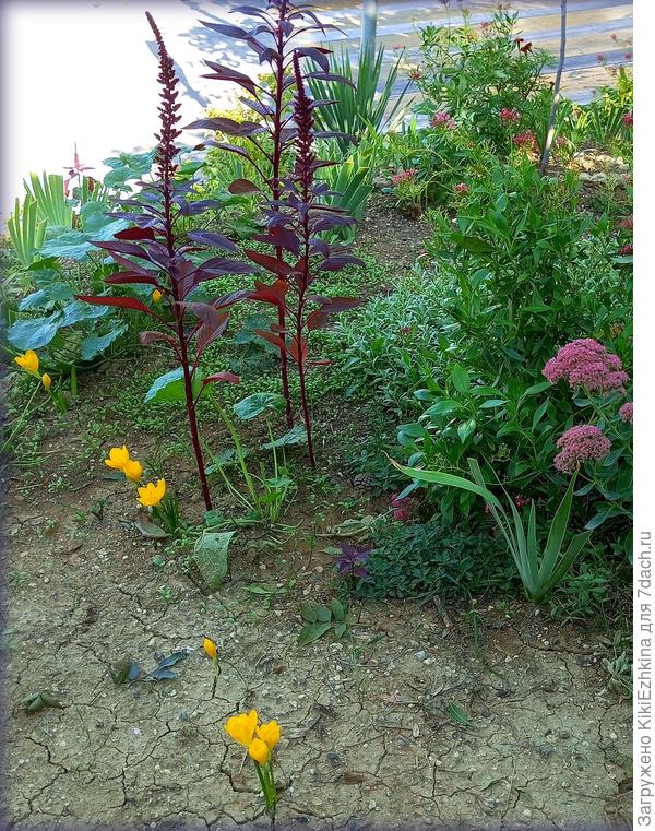 Ещё одна строчка Штернбергии высажена по полукругу уличной клумбы : первое цветение за оградой сада...