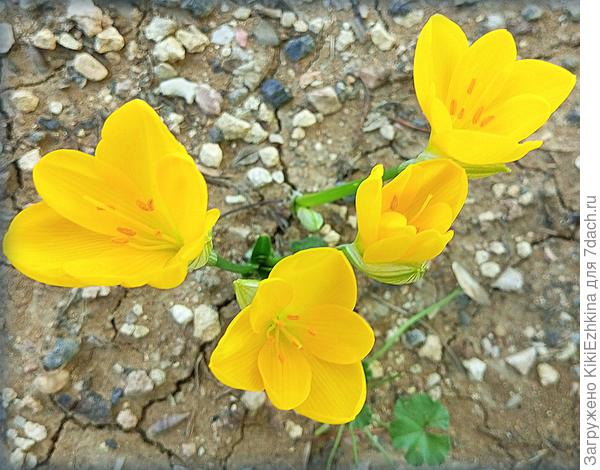 Так выглядит почва нашего Оазиса... Однако Штернбергия- как видим: цветёт и радуется!