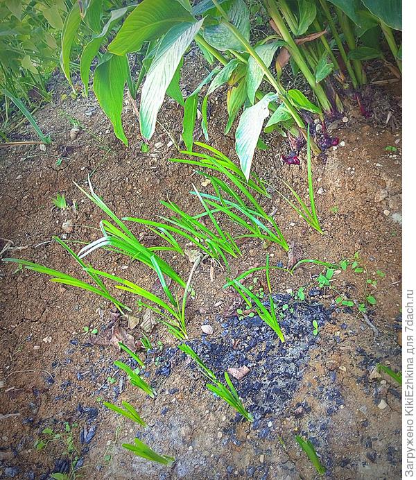 Часть луковичек пришлось посадить не строчкой, а  стайкой...  Эти пока ещё не цветут... Возможно для них тут место слишком  тенистое- под сенью ореха?