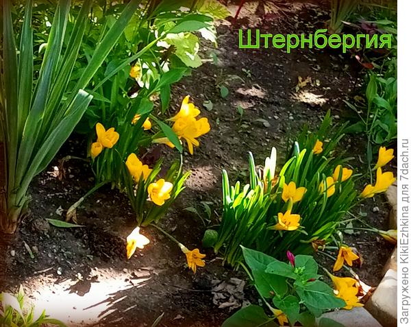 На четвёртый год роста - к 28 сентября 2024 года Штернбергия в моём саду...