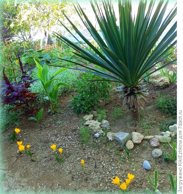 Эти Штернбергии - от соседки...На клумбе у ворот...