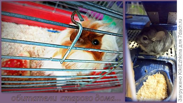 Постоянные жильцы в старом доме...