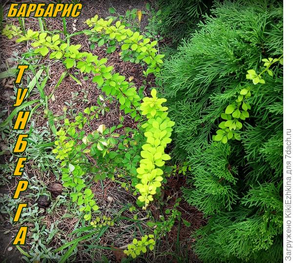 Четвёртый год растёт кустик под сенью Туи... Слегка его подстригала... Растёт не быстро...