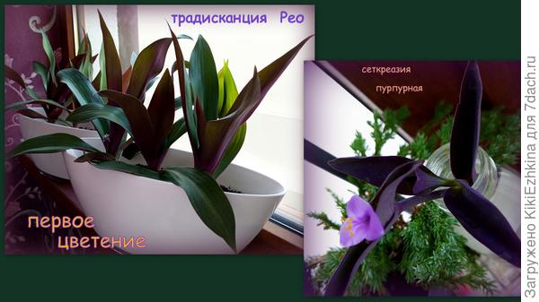 Самые первые  цветочки двух разных видов  Традисканций...  Пока  собираюсь разводить их в холодный  период в комнате, но мечта не умирает - переселить и развести их как садовые растения...