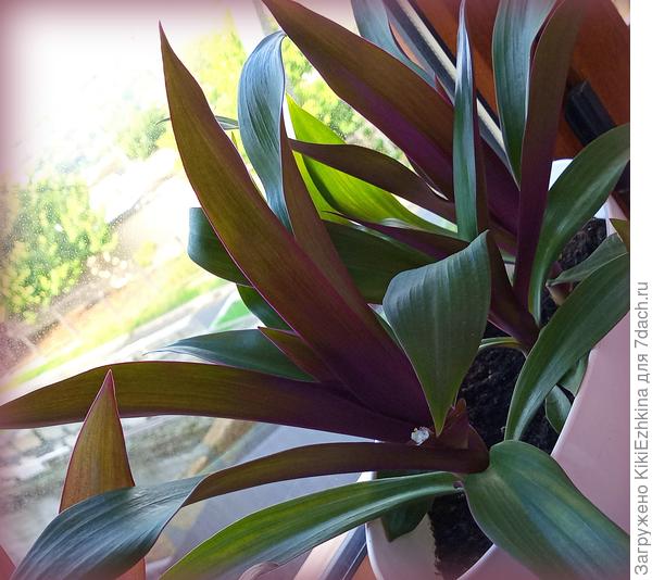 Те  Рео,что остались на подоконнике уже выдали первый  цветочек...