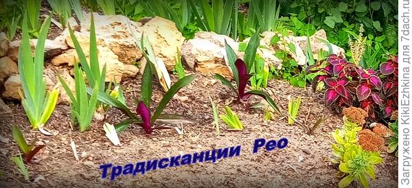 Очень мечтаю ,чтобы  во время  зимнего периода  смогли   сохраниться  корешки,тогда бы  весной могли снова  пуститься в рост листики...