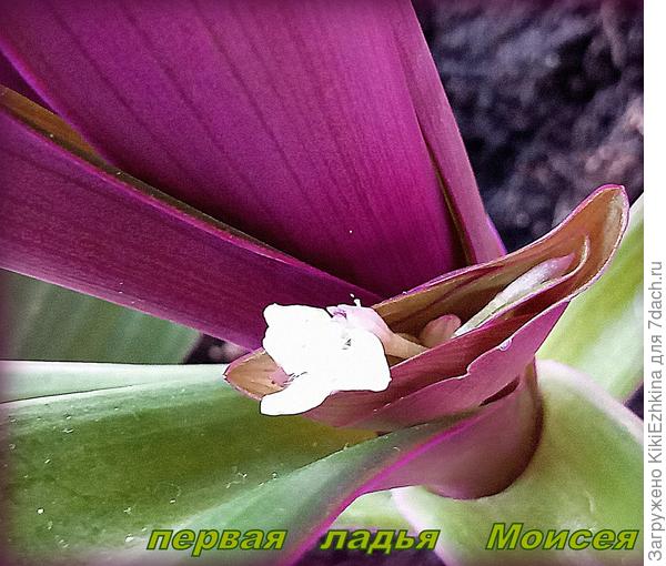 Первый цветочек  Традисканции Рео