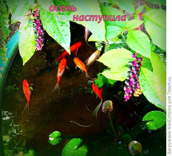 Осень в разгаре, значит и Новый год не за горами!