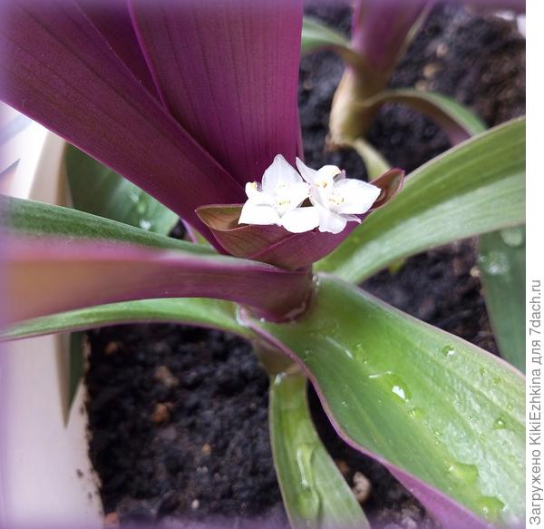 Традесканция Рео - первое цветение...