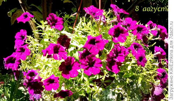 В  таком  мажорном виде они приехали в сад из магазина... А как теперь самим   на следующий сезон  вырастить хоть что-нибудь подобное?