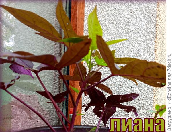 А вот эту, неизвестного имени Лиану,   пришлось сегодня в дом занести- видимо,  для неё уже  холодновато было ночью- некоторые  листики  обвисли, пришлось срезать...