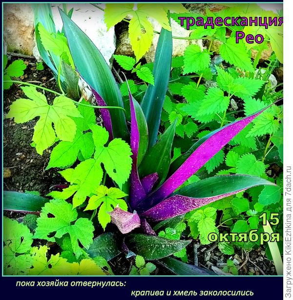 Осень в разгаре... По прохладе  запустились буйные зеленя!