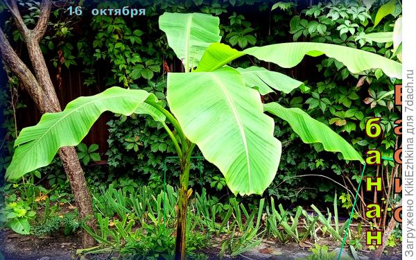 Банан пока  крепится... Постепенно реагирует  на понижение температуры воздуха подсушиванием нижних листьев...