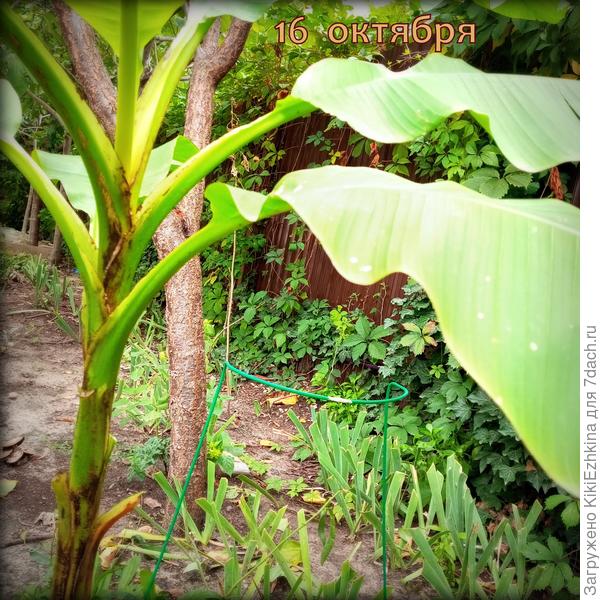 С Банана Басио убрала   пожелтевшие и  подсохшие нижние три листа, остальное  пока  всё  зелёное и глаз радует к  концу  октября!