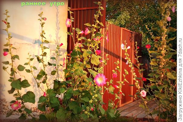 Могу ли я засушить вот такую  красоту?