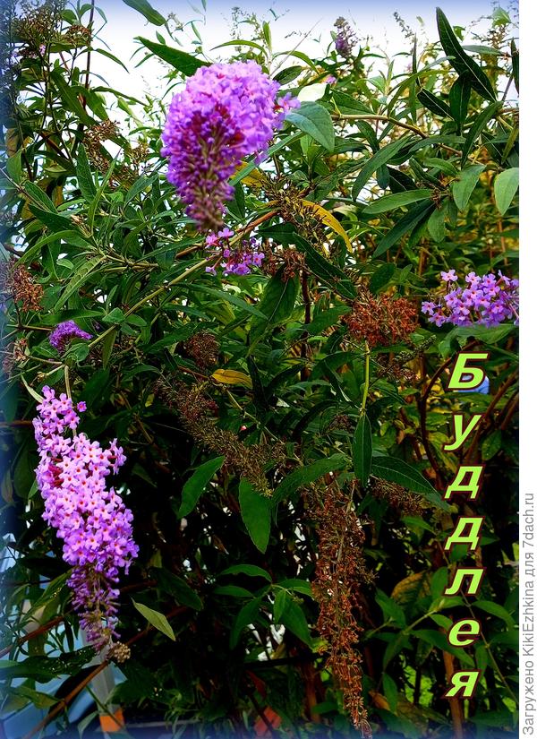 У меня  такое пока не заводится... Мечтаю :  когда-то   заведётся...