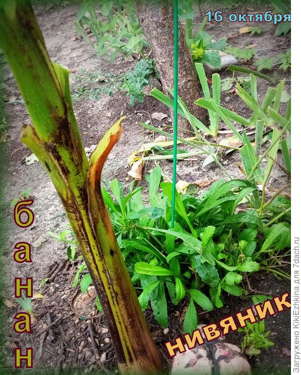 Подстригла Нивяник, сняла нижние сухие листы с Банана...