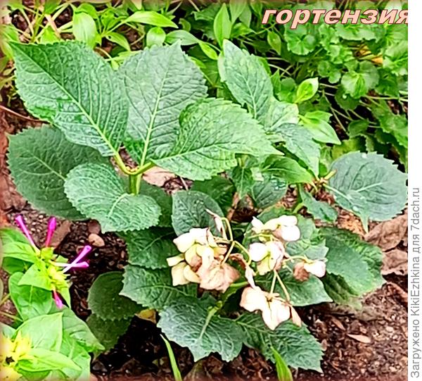 Вот этот кустик   требует постоянного внимания и заботы: постоянно угрожает   мне погибелью-опуская  листочки!