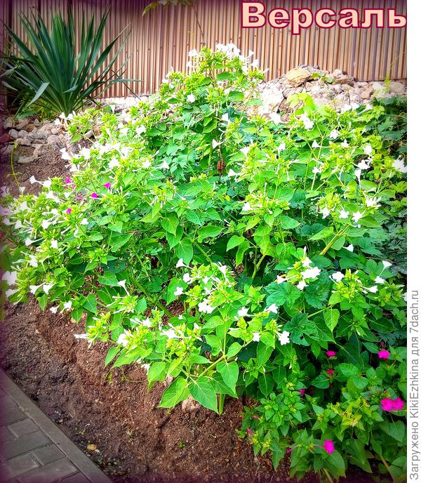 Все вот такие кустики  нуждаются в ежедневном  поливе! А забор тянется,наверное,  метров на 40!