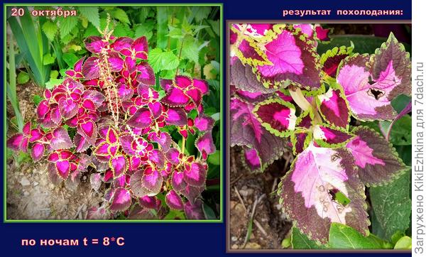 Первые  жертвы похолодания...