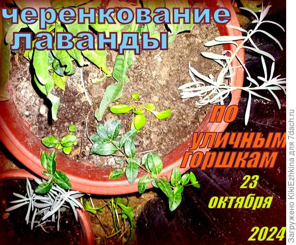 Лаванда- наша  надежда на  красивый  бордюр...