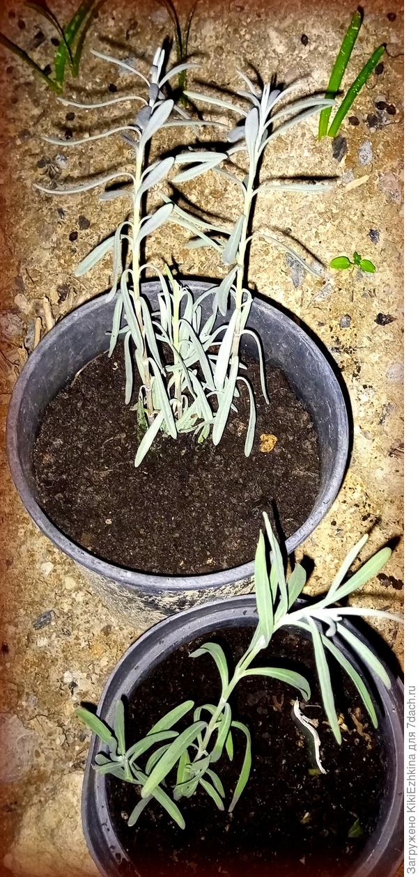 Посадила  бескорешковые  черенки  Лаванды  по горшкам, пока стоят на улице, сегодня  днём  +15*С