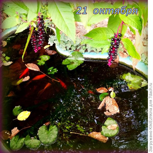 Фитолакка  собственной  персоной-  растёт у меня  три года уже...  НО в  густой  тени как-то   не особенно пышно  разрастается...