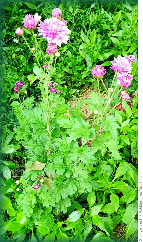 Вот такие  худосочные  кустики вырастают у меня за два сезона на глиняной грядке за оградой (на возвышенном месте ,видимо,  в условиях постоянного недостатка влаги)