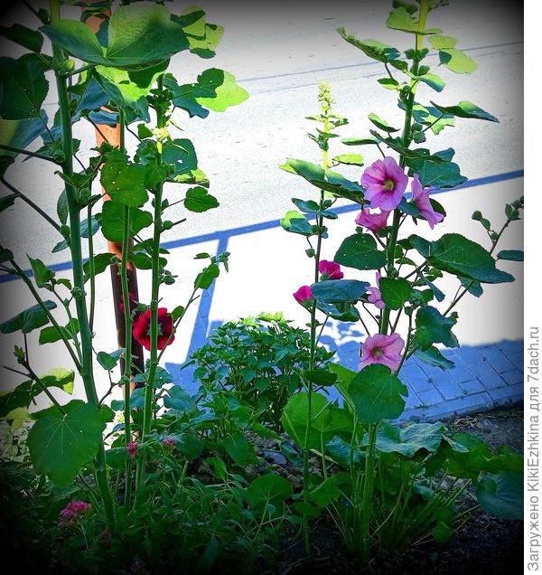 Июньская красавица цветущая к концу октября уже давно высушила для сбора все свои семена,а я только что до них добралась!