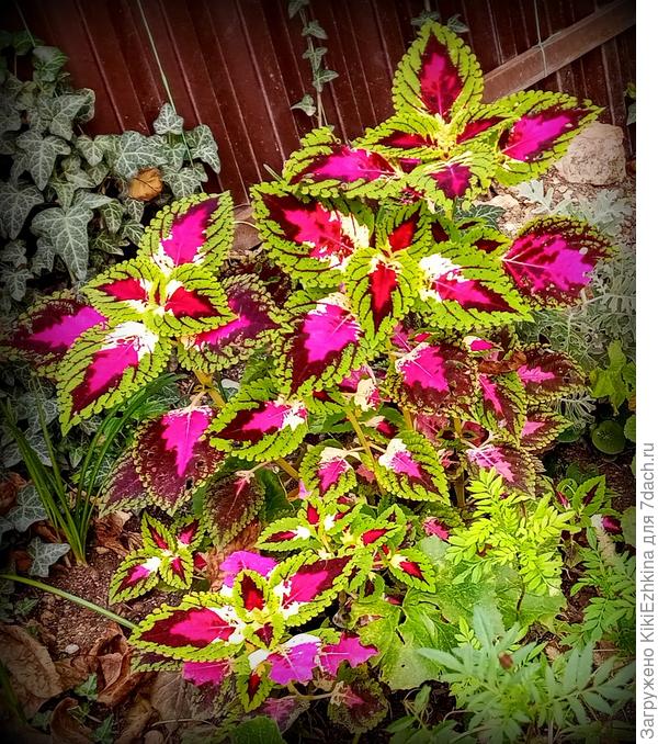 Этот красавчик  у  меня  на  рабатке  вдоль тротуара  весьма  востребован... Все просят- всем нравится...