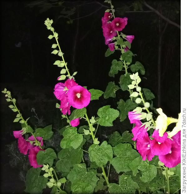 Тёщины Шток-розы...