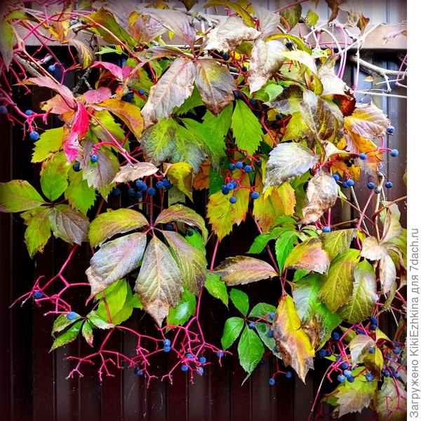 как обычно  греет душу  Девичий  виноград