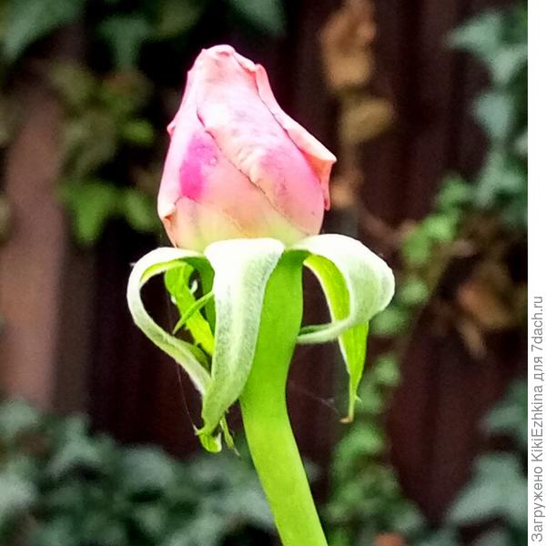 Розовая Роза чайная  собирается  снова расцвести