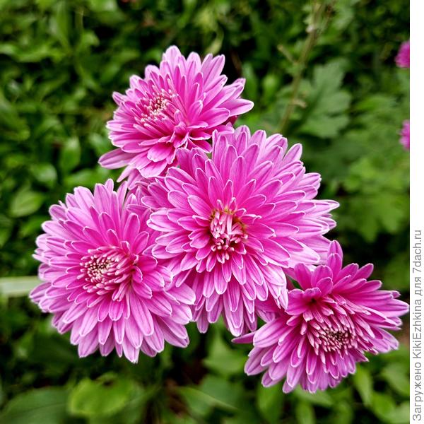 уже не надеялась увидеть цветение этих  Хризантем