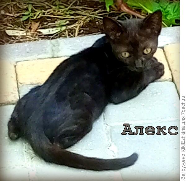 А Алекса ,вероятно, гладит сейчас кто-то другой!