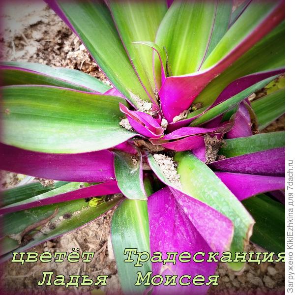 фаворит этого сезона - Традесканция  Рео