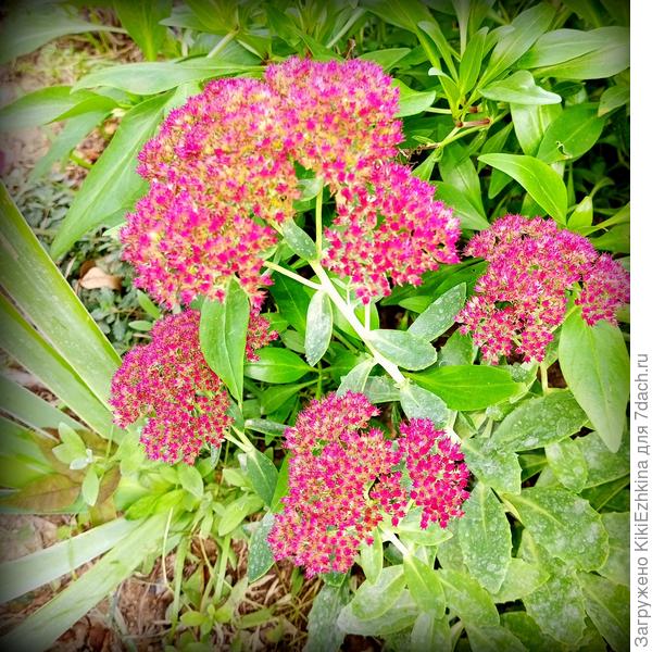 Очиток этого сезона  выдал очень яркую бордовую окраску - фото не передаёт точный цвет,к сожалению...