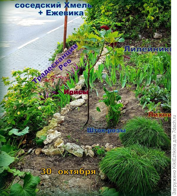 Ещё в середине лета я занималась корчеванием мусора с этого участка и вот как зазеленело всё к середине осени!