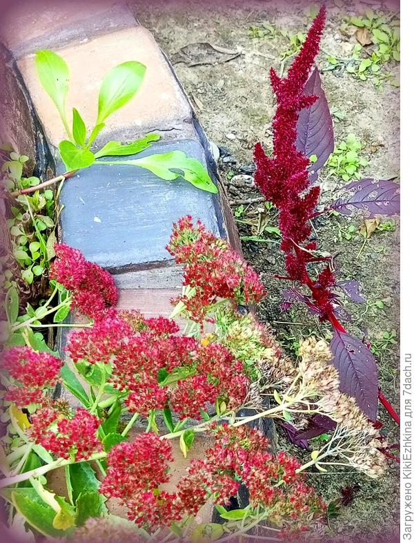 Мажор Амарант (украденный из щели чужого тротуара  рассеялся у меня  повсеместно!)  и Очиток видный  в этом году выдал вместо  интенсивно- розового бордовый тон!